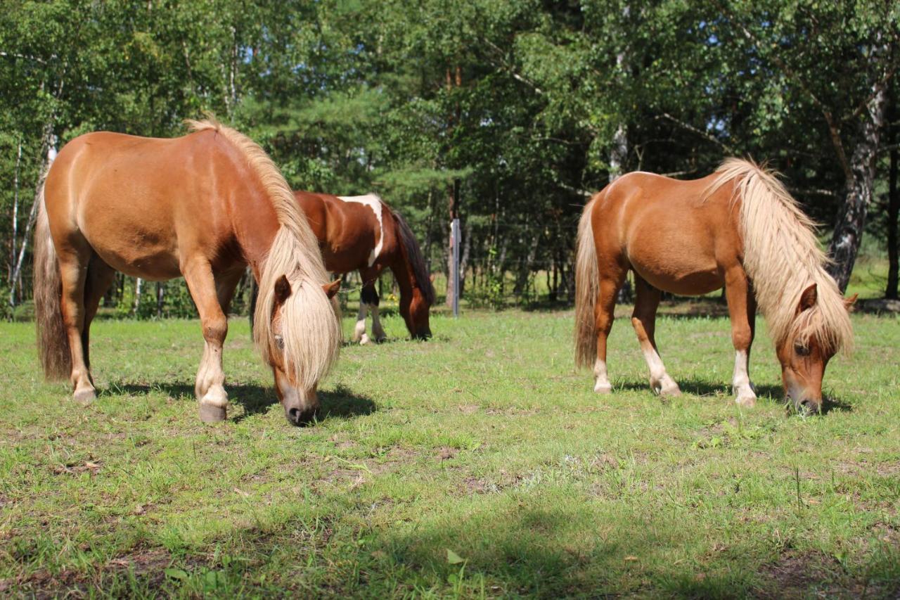 Torhaus Terra Nova Villa Elsterheide ภายนอก รูปภาพ